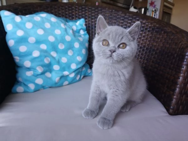 cuccioli british shorthair | Foto 2