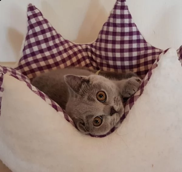 cuccioli british shorthair | Foto 1