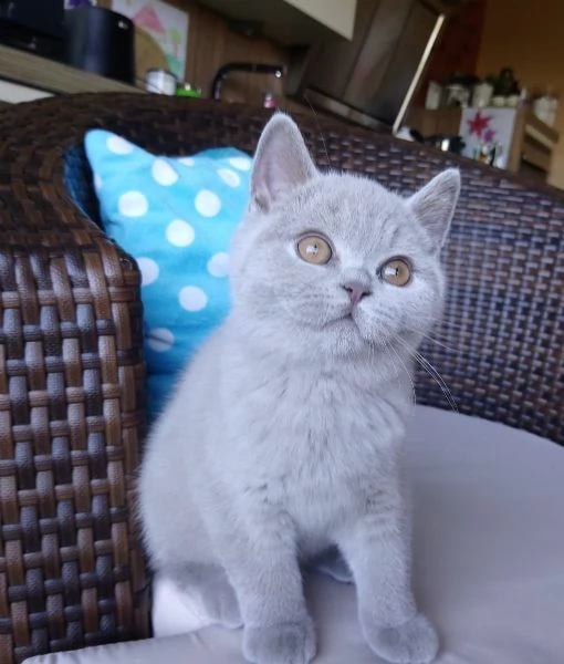 cuccioli british shorthair | Foto 0