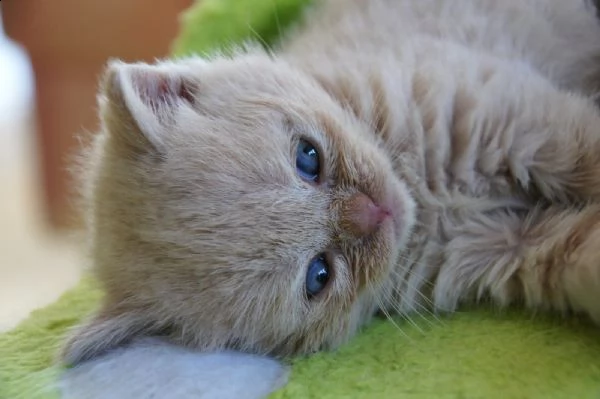 cuccioli british shorthair