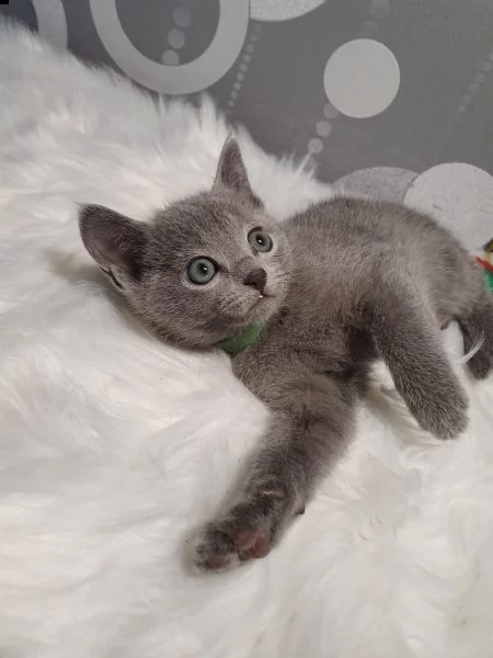 cuccioli blu di russia | Foto 2