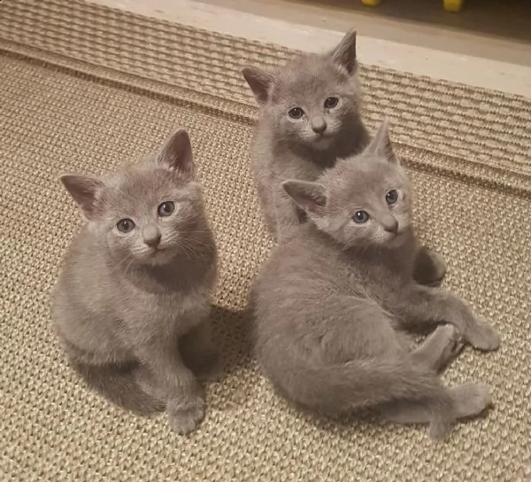 cuccioli blu di russia | Foto 1