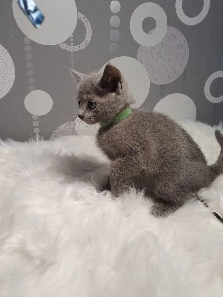 cuccioli blu di russia | Foto 0