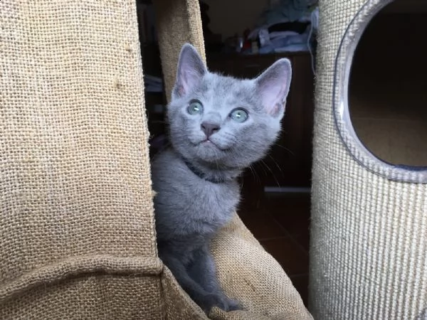 cuccioli blu di russia