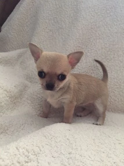 chihuahua cuccioli | Foto 2