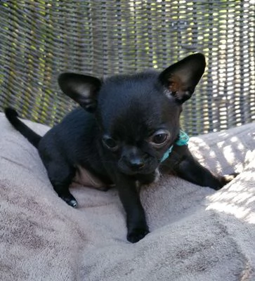 chihuahua cuccioli | Foto 1