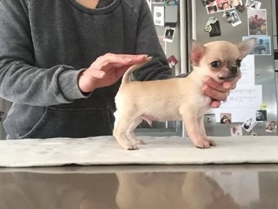 chihuahua cuccioli