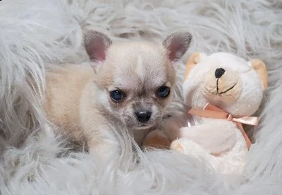 chihuahua cuccioli | Foto 0