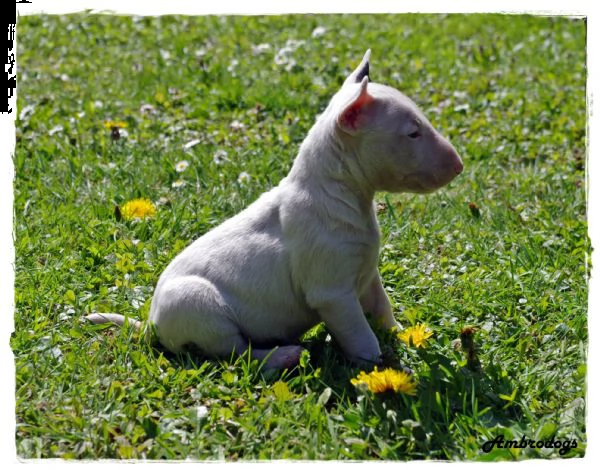 Bull Terrier Inglese Standard Cuccioli