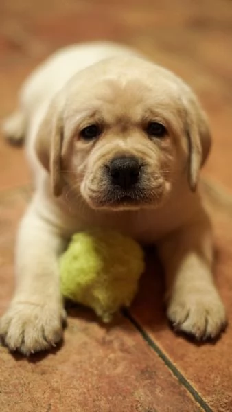 Cuccioli labrador | Foto 3