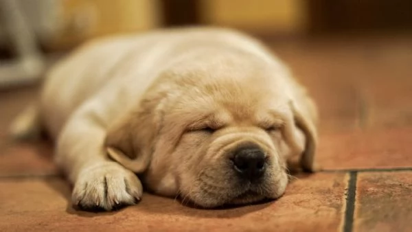 Cuccioli labrador