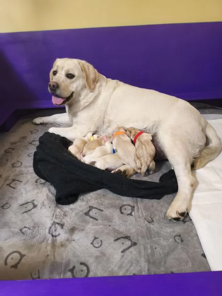 Cuccioli labrador | Foto 1