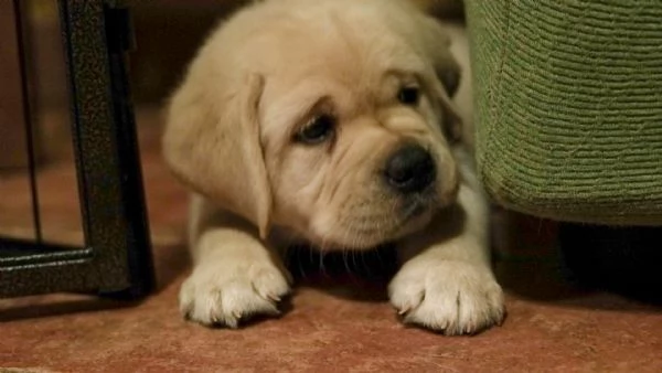 Cuccioli labrador | Foto 0