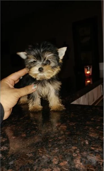 cuccioli yorkshire faccia da bambino