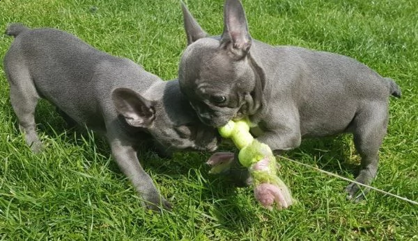 stupendi cuccioli di bouledogue francese