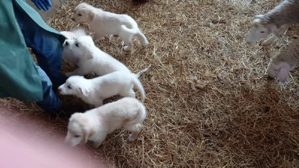 cuccioli di pastore abruzzese | Foto 1