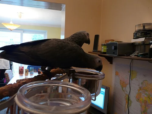 pappagalli africani coppie e singole disponibili | Foto 0