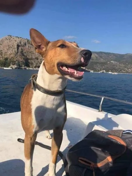 Laky, 4 anni, taglia media, maschio | Foto 2