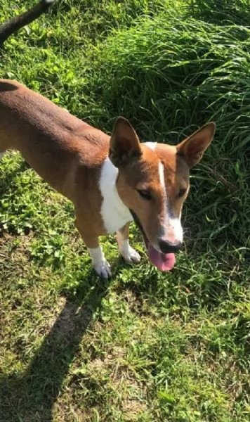 Laky, 4 anni, taglia media, maschio | Foto 0