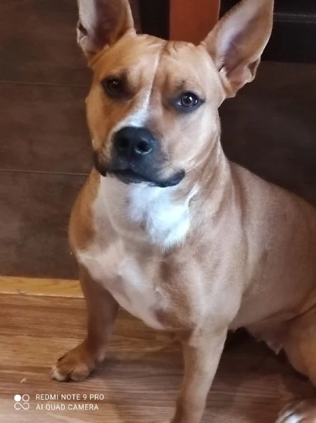 Lella, 1 anno, taglia media, femmina