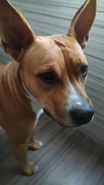 Lella, 1 anno, taglia media, femmina | Foto 5