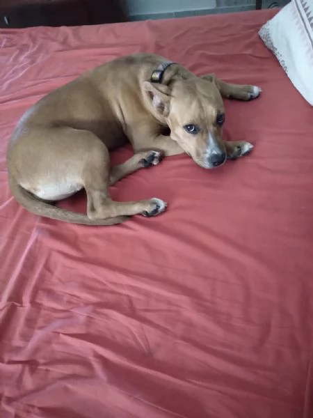 Lella, 1 anno, taglia media, femmina | Foto 4