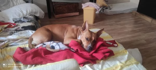 Lella, 1 anno, taglia media, femmina | Foto 3