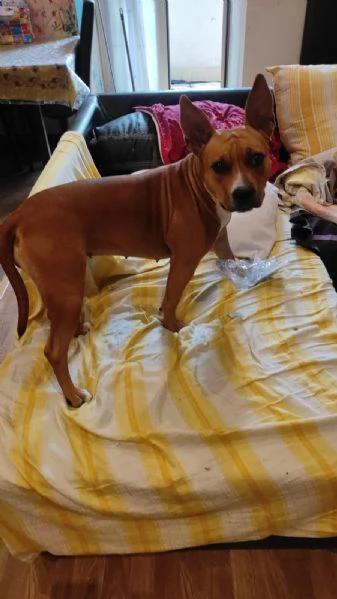 Lella, 1 anno, taglia media, femmina | Foto 2