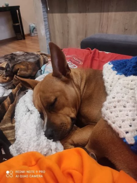 Lella, 1 anno, taglia media, femmina | Foto 1