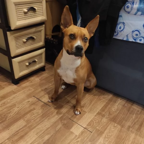 Lella, 1 anno, taglia media, femmina | Foto 0