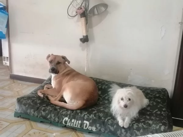 Cash, 3 anni, taglia media, maschio | Foto 4