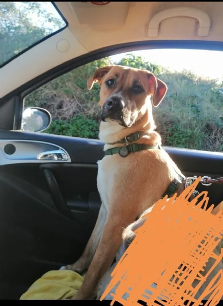 Cash, 3 anni, taglia media, maschio | Foto 2