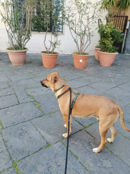 Cash, 3 anni, taglia media, maschio | Foto 1