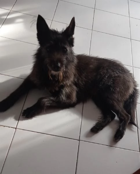 Jackino, 10 anni, taglia medio-piccola, maschio | Foto 4