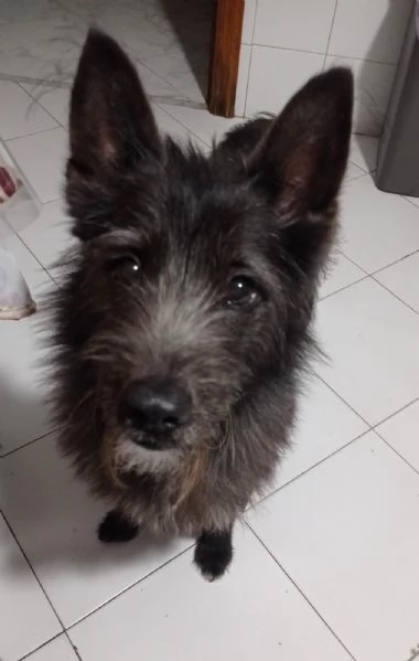 Jackino, 10 anni, taglia medio-piccola, maschio | Foto 3