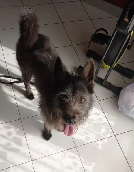 Jackino, 10 anni, taglia medio-piccola, maschio