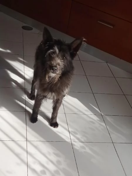 Jackino, 10 anni, taglia medio-piccola, maschio | Foto 2