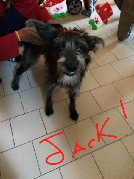 Jackino, 10 anni, taglia medio-piccola, maschio | Foto 1