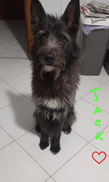 Jackino, 10 anni, taglia medio-piccola, maschio | Foto 0