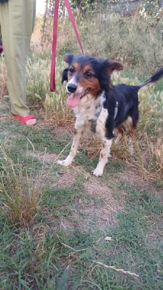 Lunetta, 2 anni e mezzo, taglia medio piccola, femmina | Foto 6