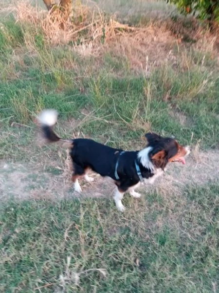 Lunetta, 2 anni e mezzo, taglia medio piccola, femmina | Foto 5
