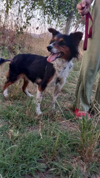 Lunetta, 2 anni e mezzo, taglia medio piccola, femmina | Foto 4