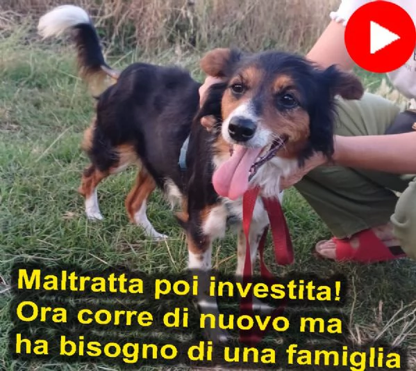 Lunetta, 2 anni e mezzo, taglia medio piccola, femmina