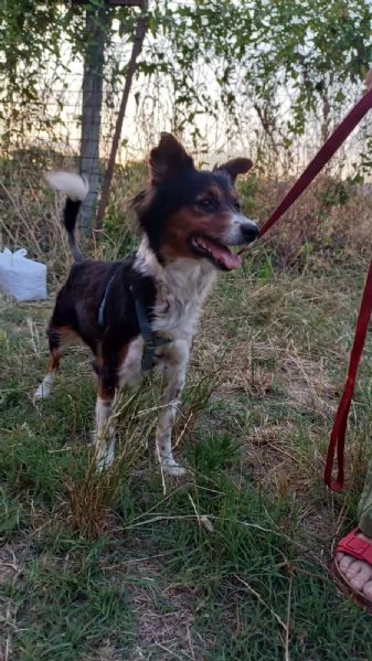 Lunetta, 2 anni e mezzo, taglia medio piccola, femmina | Foto 3