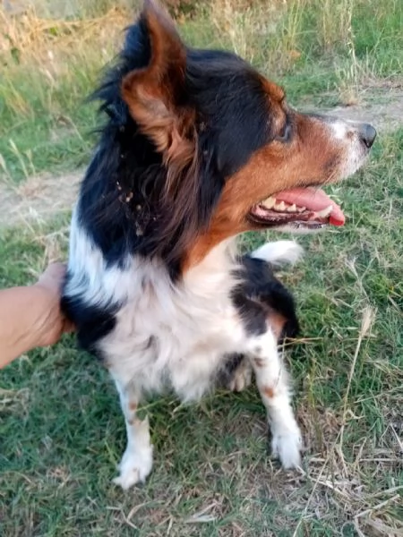 Lunetta, 2 anni e mezzo, taglia medio piccola, femmina | Foto 2