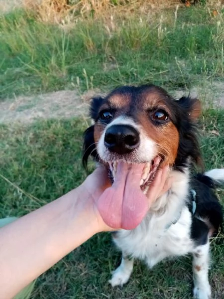 Lunetta, 2 anni e mezzo, taglia medio piccola, femmina | Foto 1