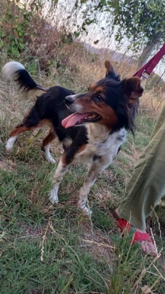 Lunetta, 2 anni e mezzo, taglia medio piccola, femmina | Foto 0