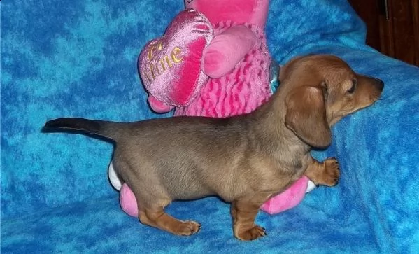 carino bassotto cuccioli per buone case. 