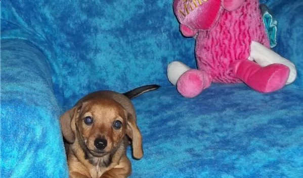 carino bassotto cuccioli per buone case.  | Foto 0