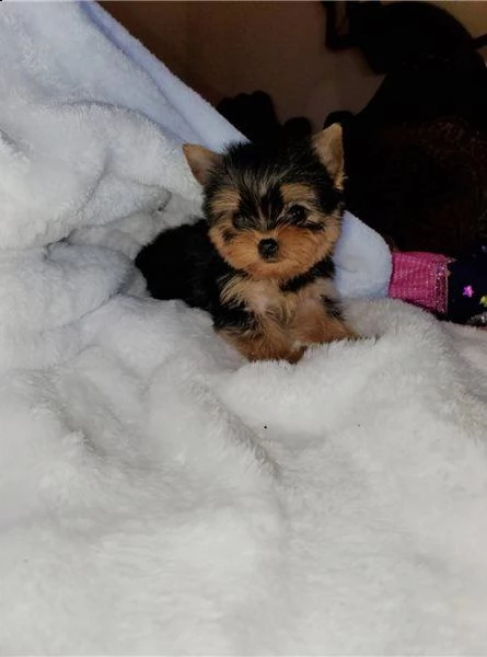 cuccioli yorkie per buone case